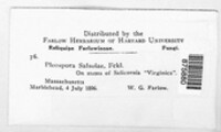 Stemphylium vesicarium image